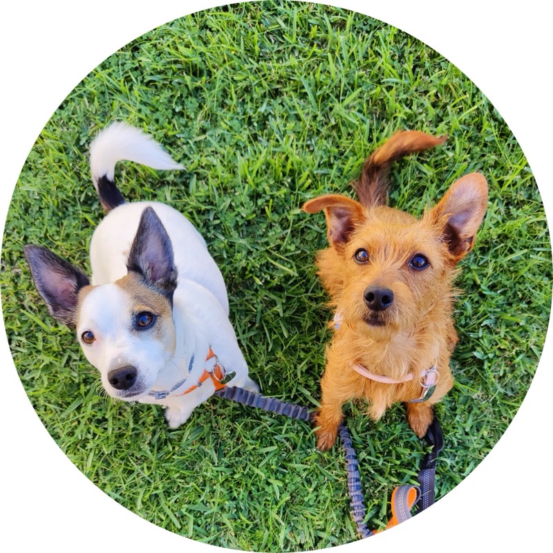 PetBreedHub content platform